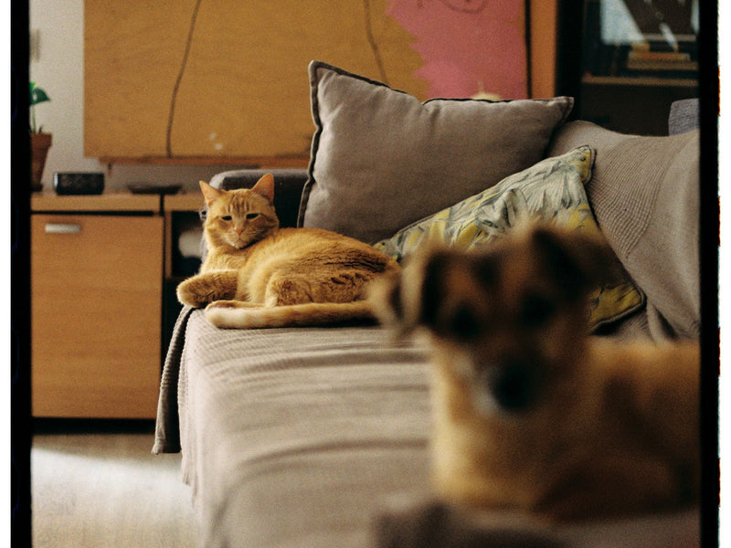 Ginger cat and a dog resting on a living room sofa at home